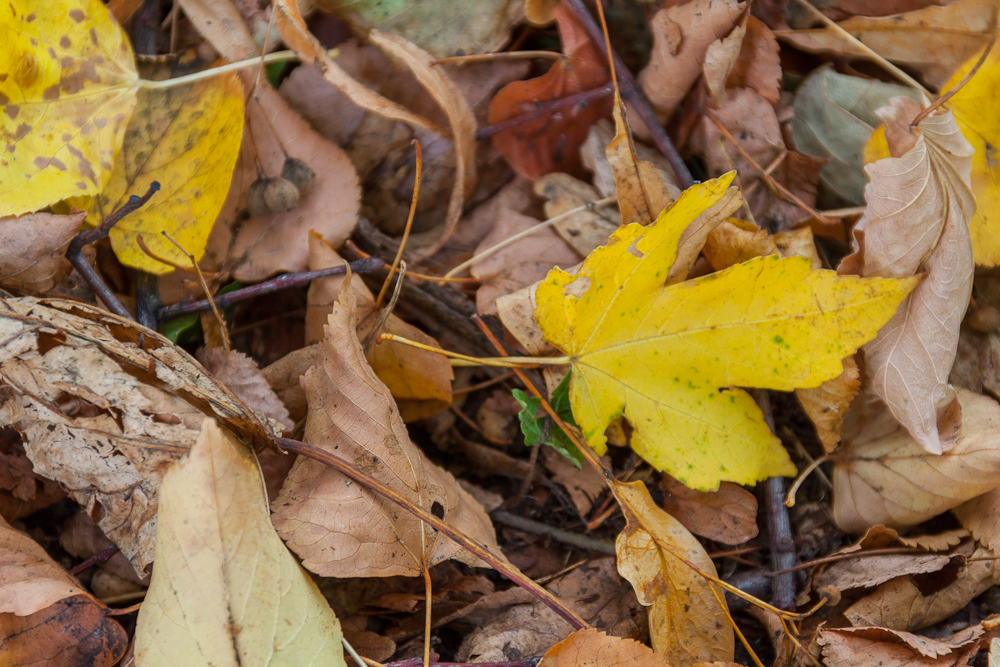 Herbstlaub