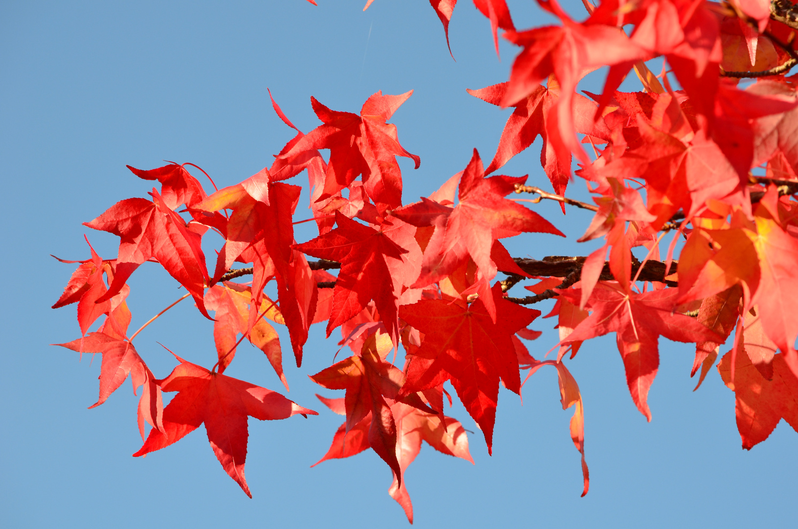 Herbstlaub