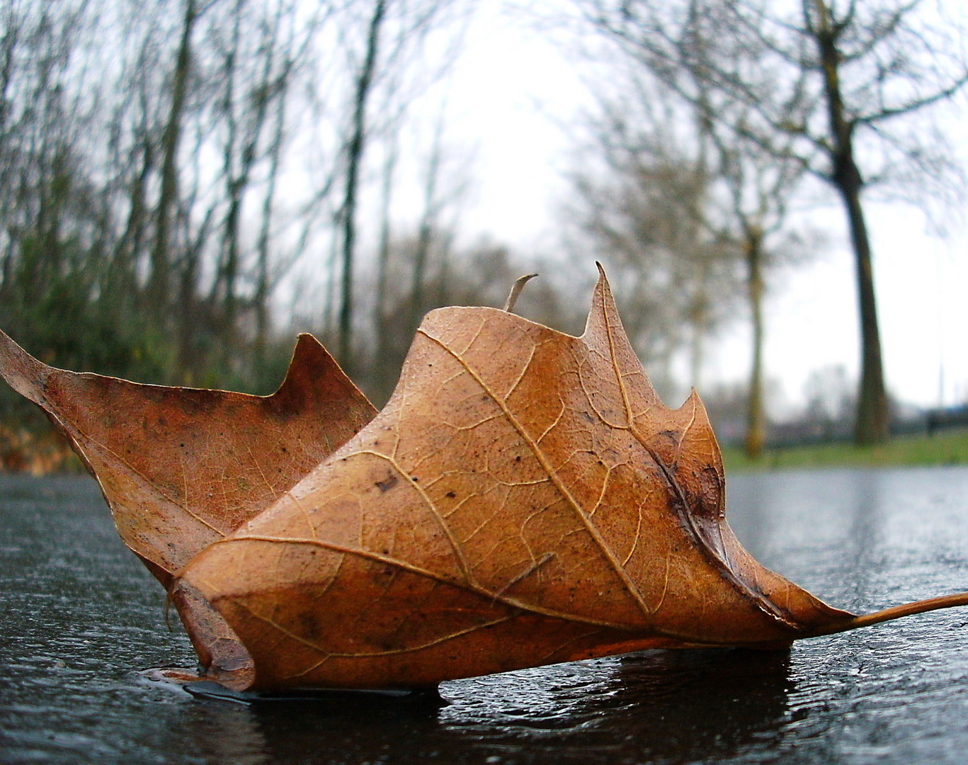 Herbstlaub