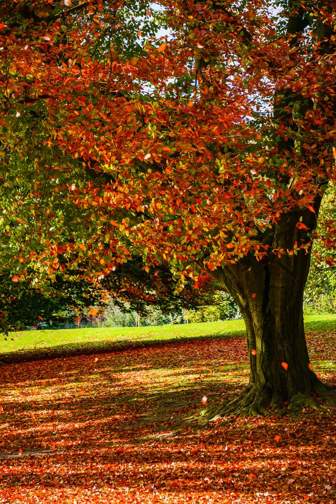 Herbstlaub