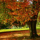 Herbstlaub