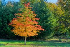 Herbstlaub