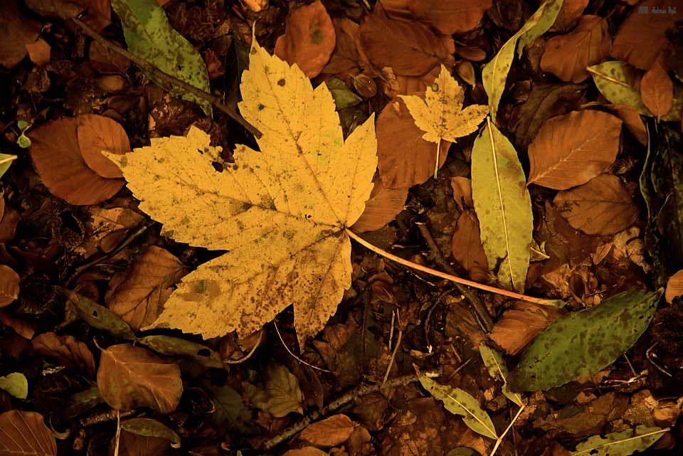 Herbstlaub