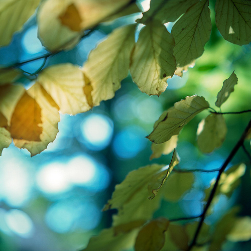 Herbstlaub