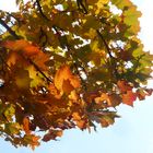 Herbstlaub