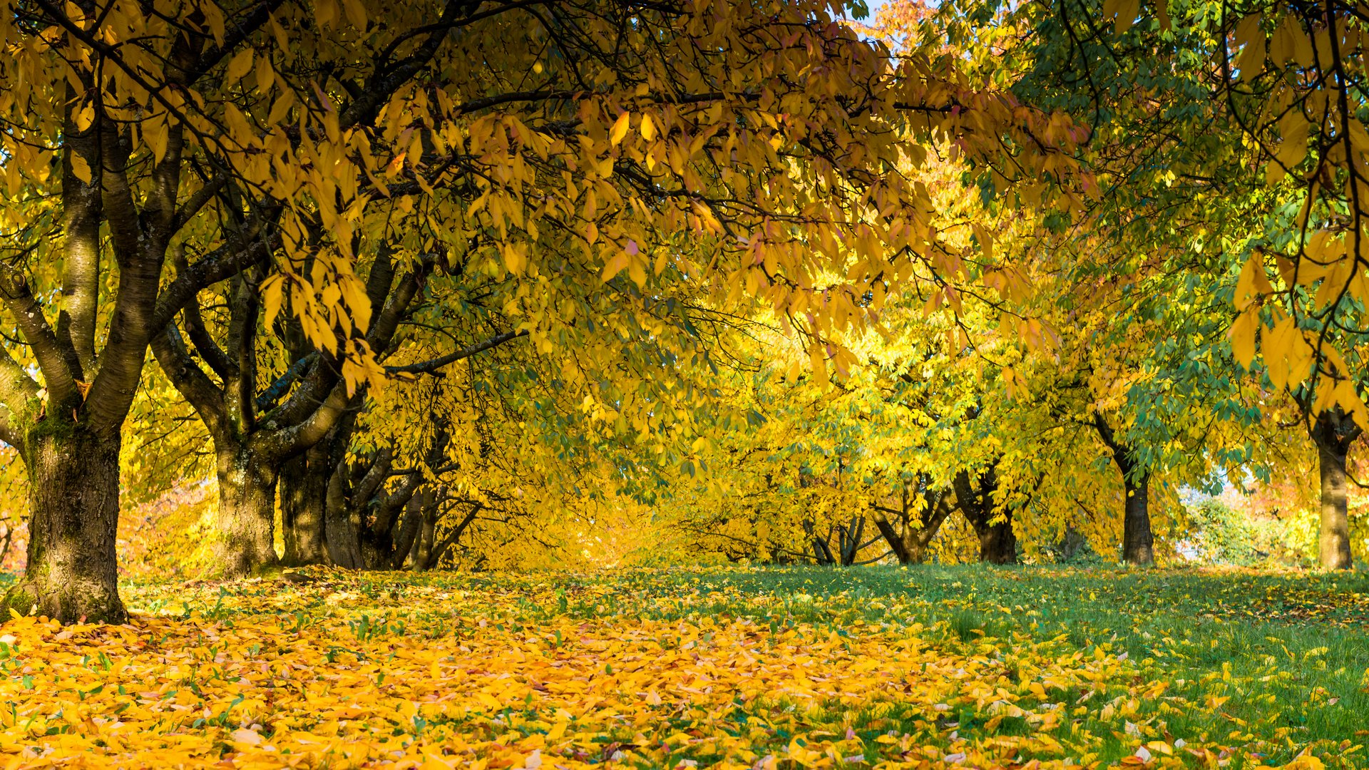 Herbstlaub