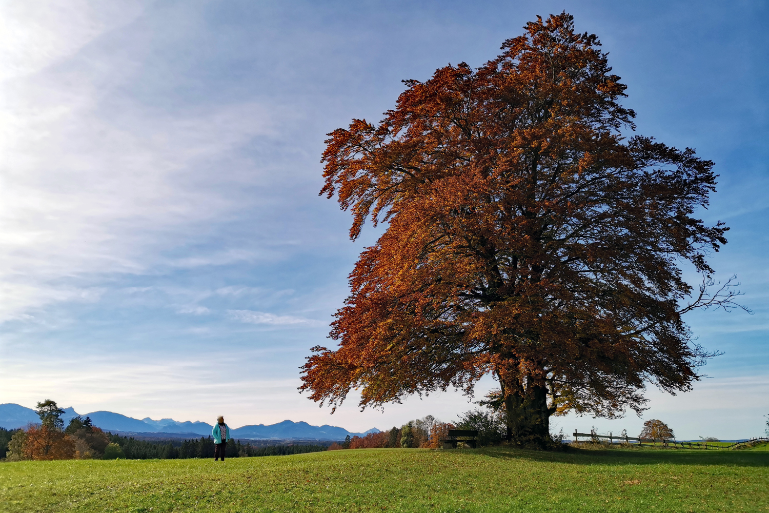 Herbstlaub!