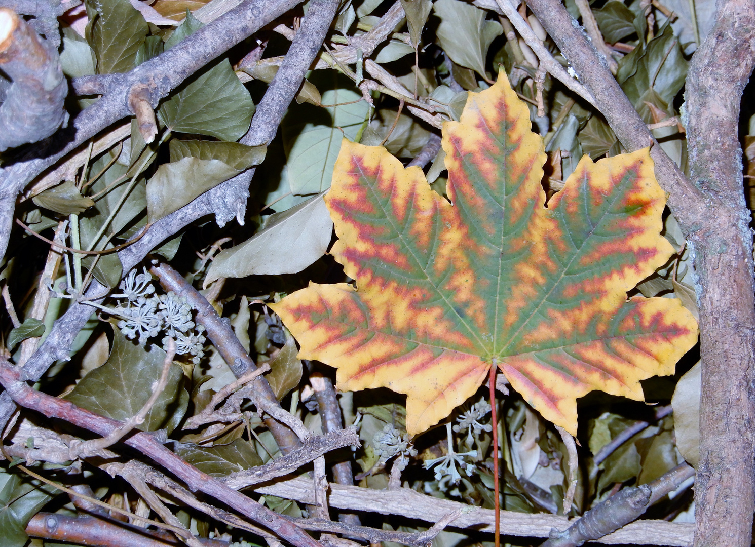 Herbstlaub - ein Blatt legt sich zur Ruhe