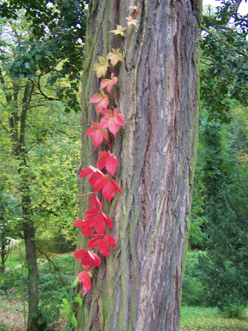 Herbstlaub einmal anders