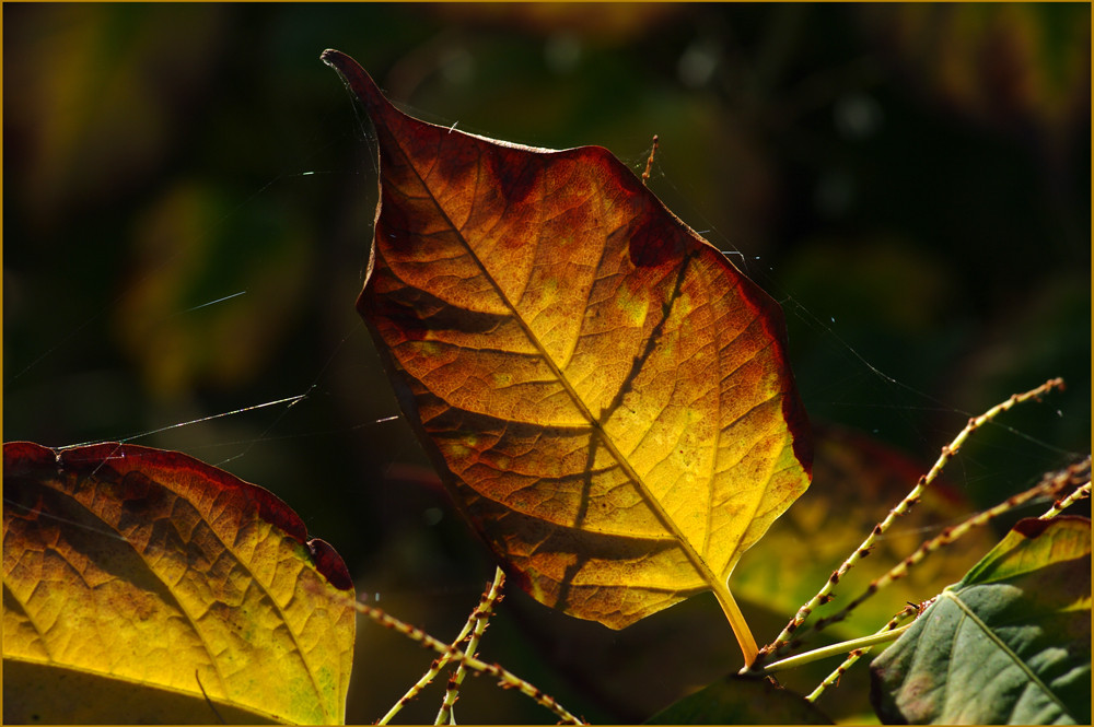 Herbstlaub