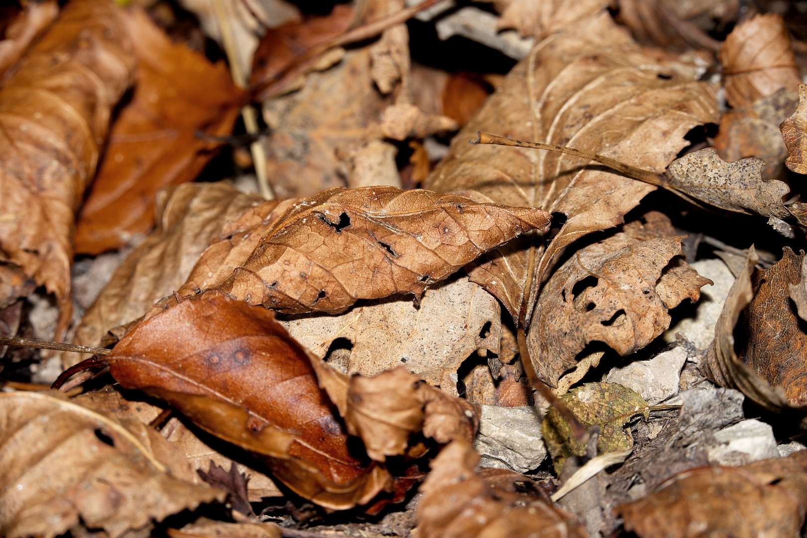 Herbstlaub