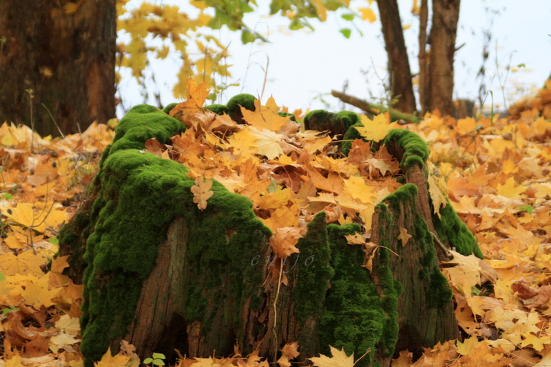 Herbstlaub