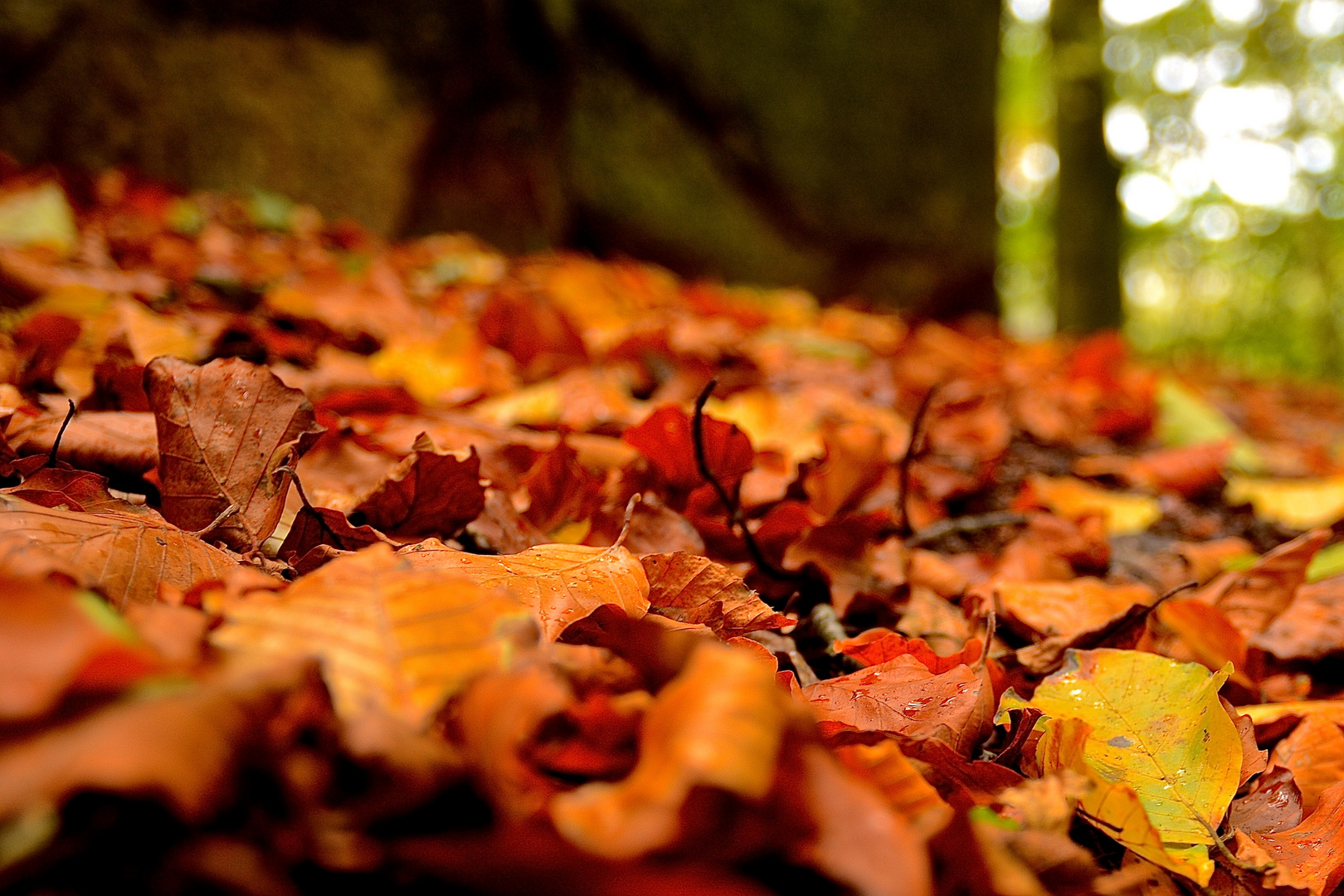 Herbstlaub