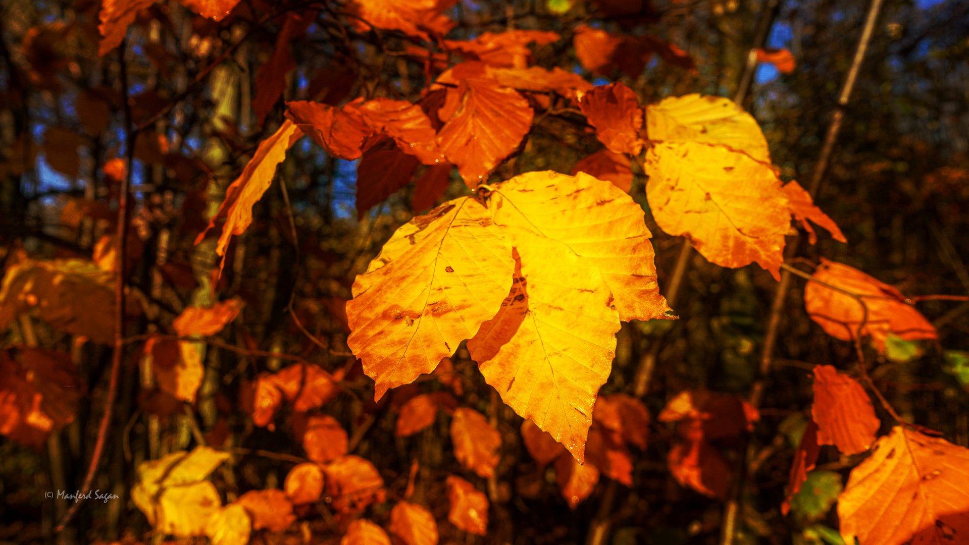 Herbstlaub... 