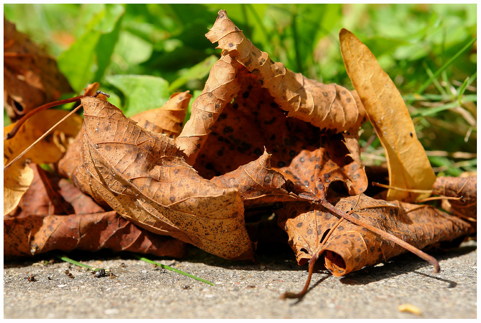 Herbstlaub