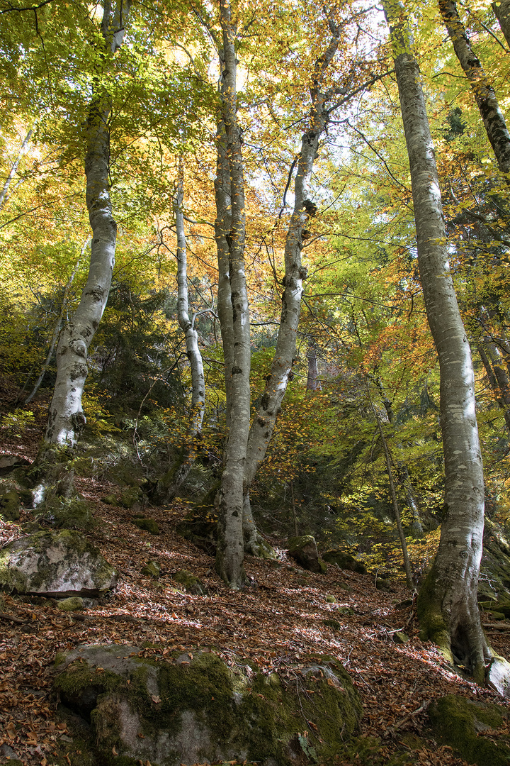 Herbstlaub