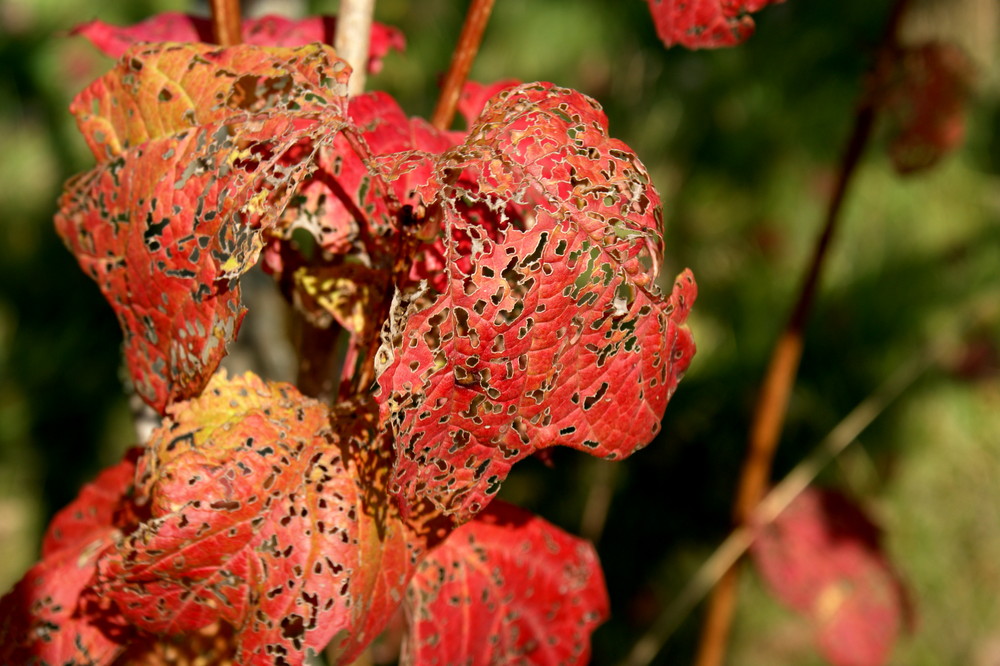 Herbstlaub