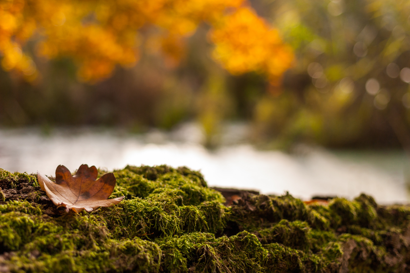 Herbstlaub