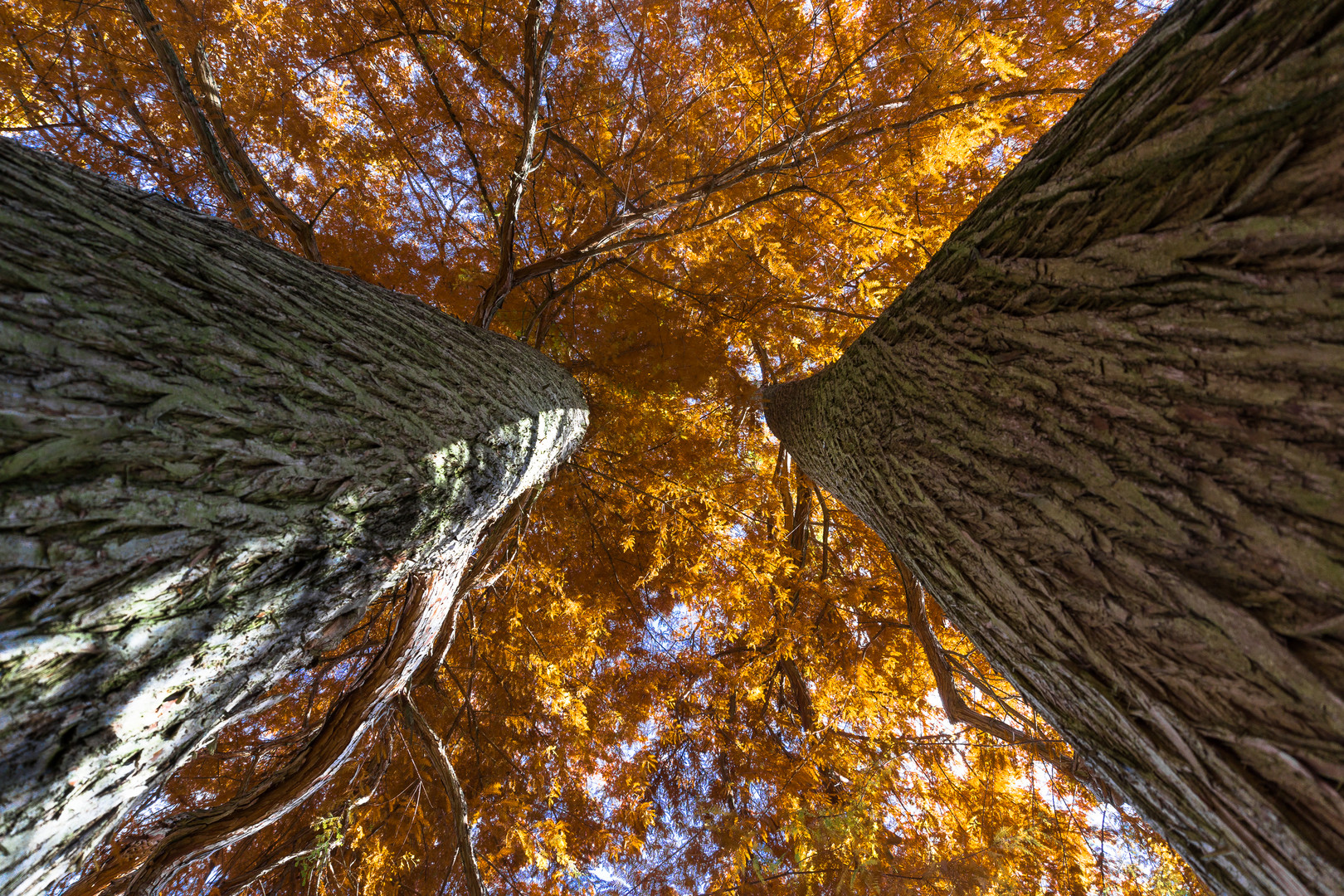 Herbstlaub