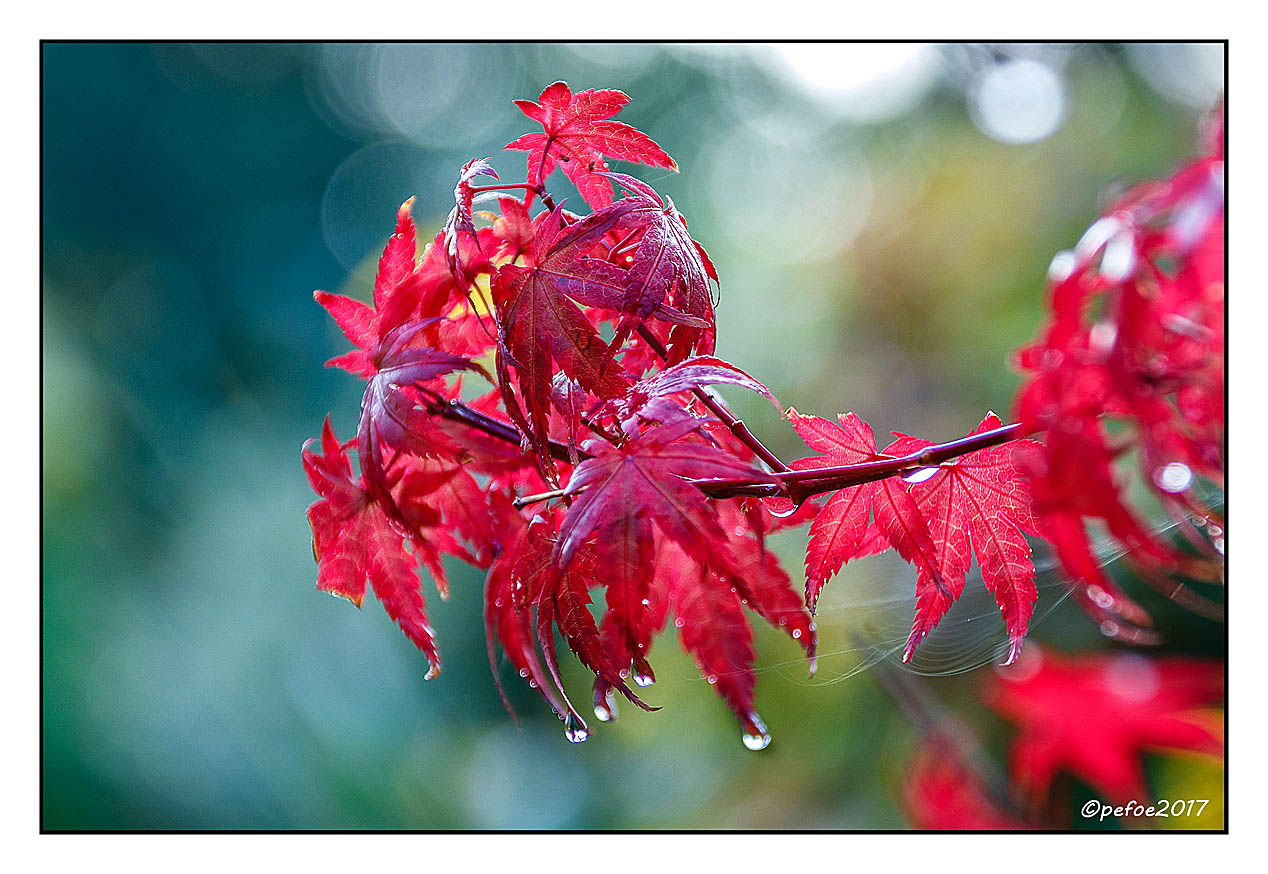 Herbstlaub