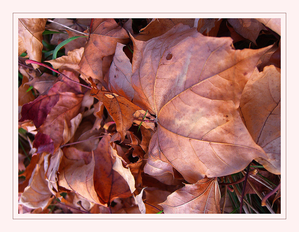 Herbstlaub farbig