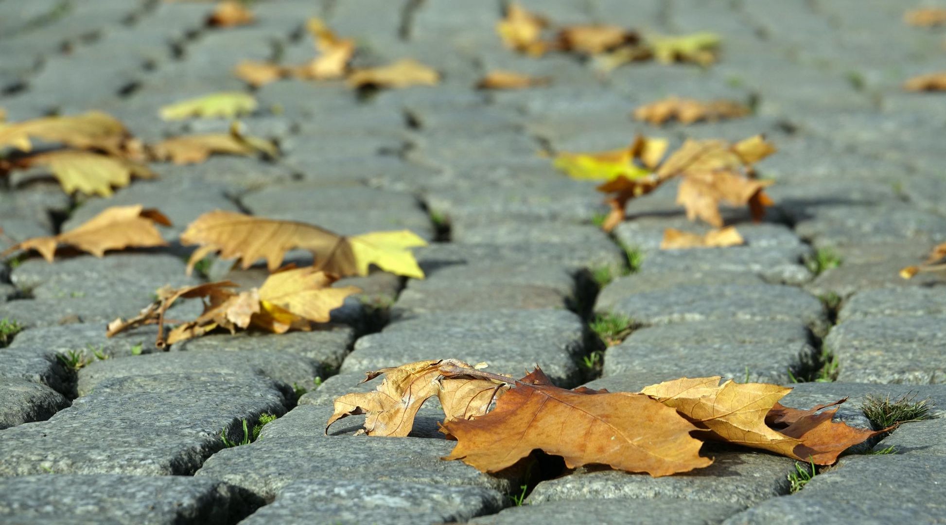 Herbstlaub