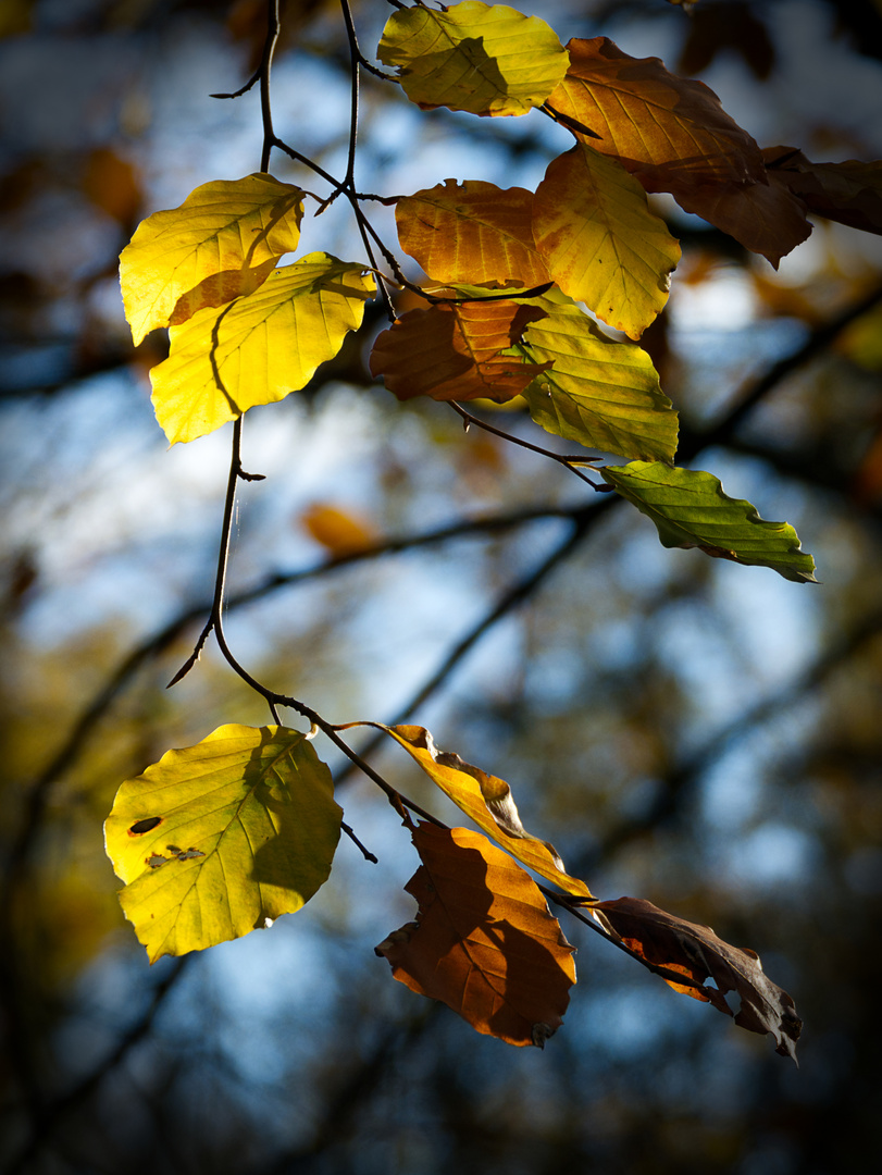 Herbstlaub