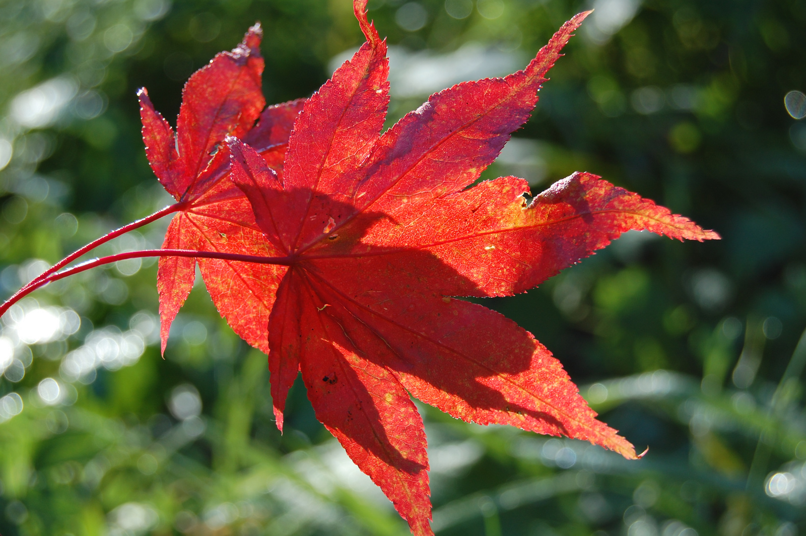 Herbstlaub