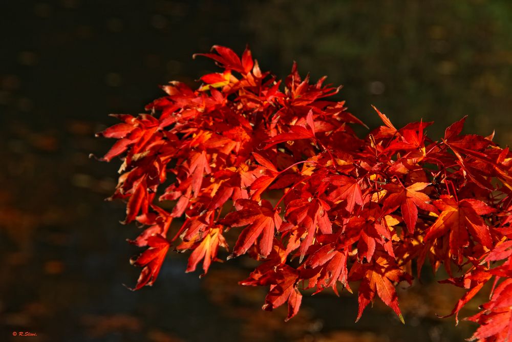 Herbstlaub