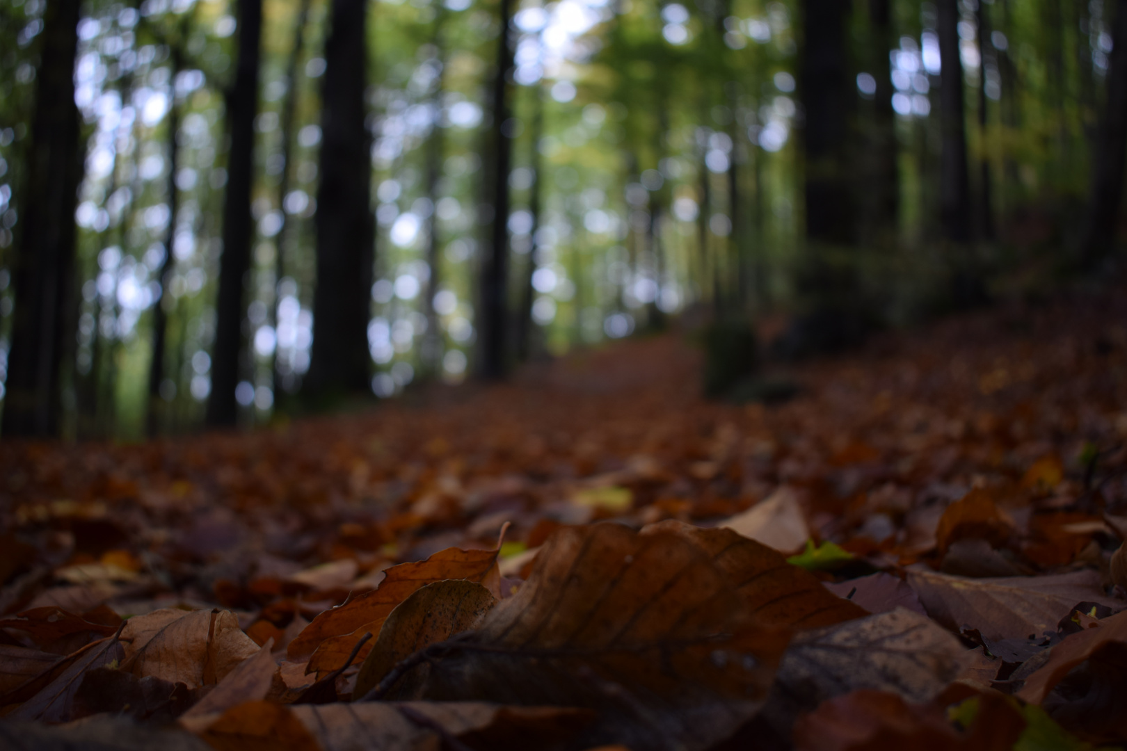 Herbstlaub