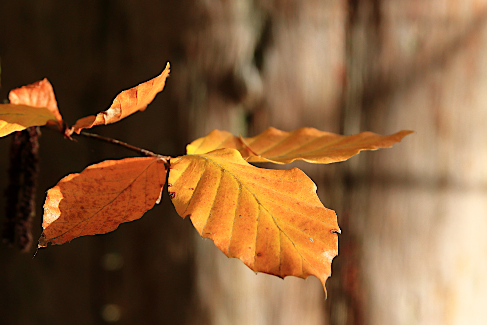 Herbstlaub