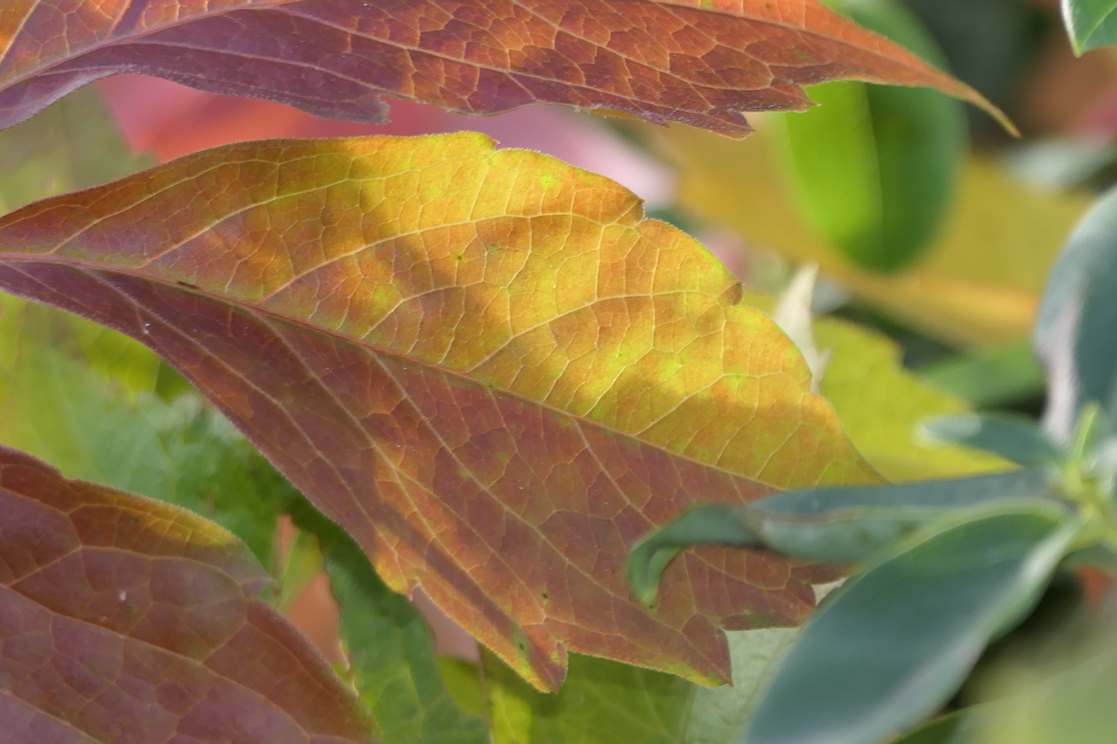 Herbstlaub, gelb-braun