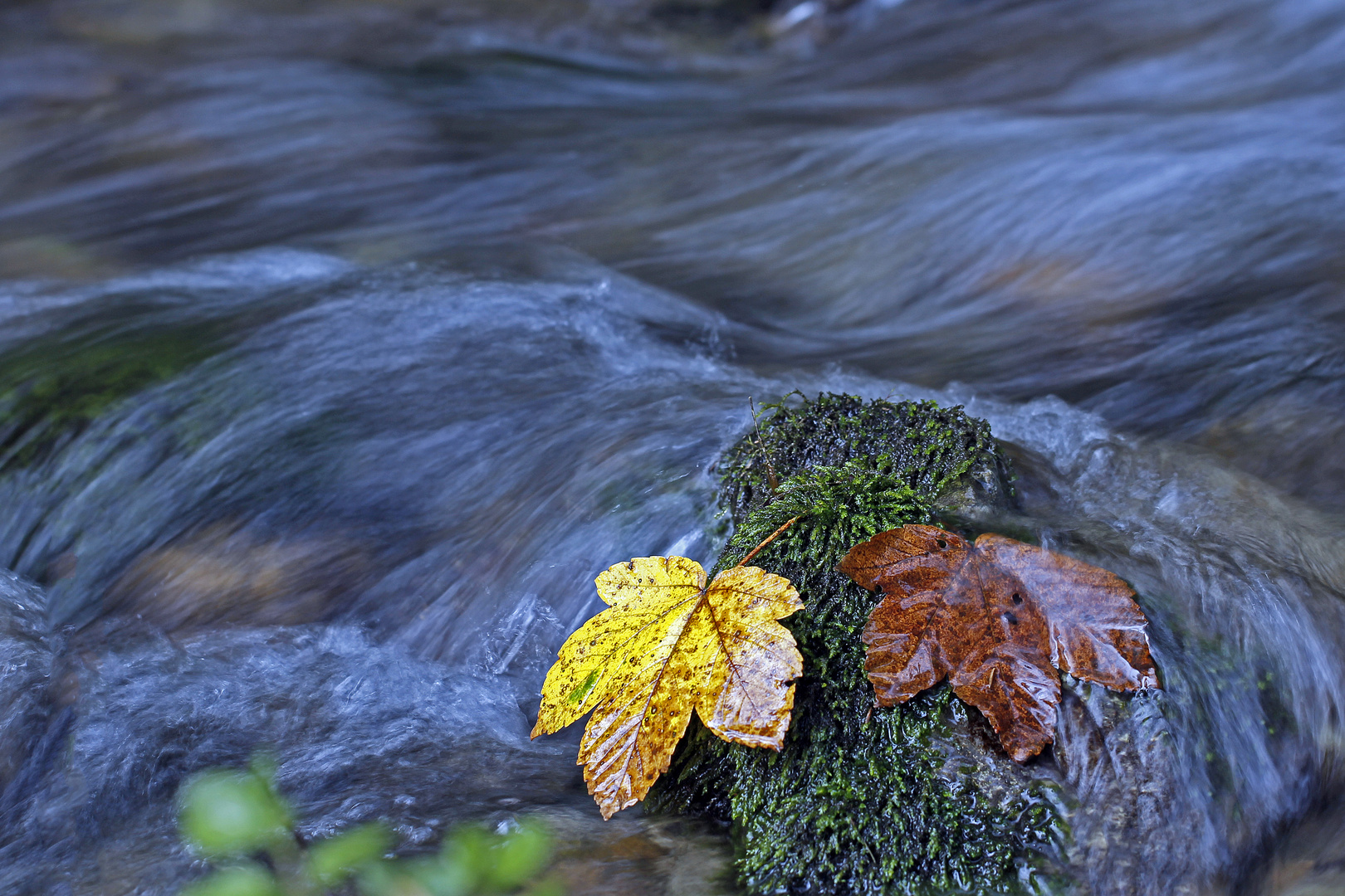 Herbstlaub hängt im Bach fest