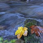 Herbstlaub hängt im Bach fest