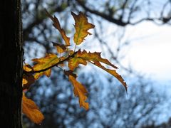 Herbstlaub (hell)