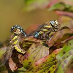 Herbstlaub Herbst-Mosaikjungfer im Paarungsrad
