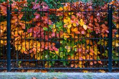 Herbstlaub hinter Gittern