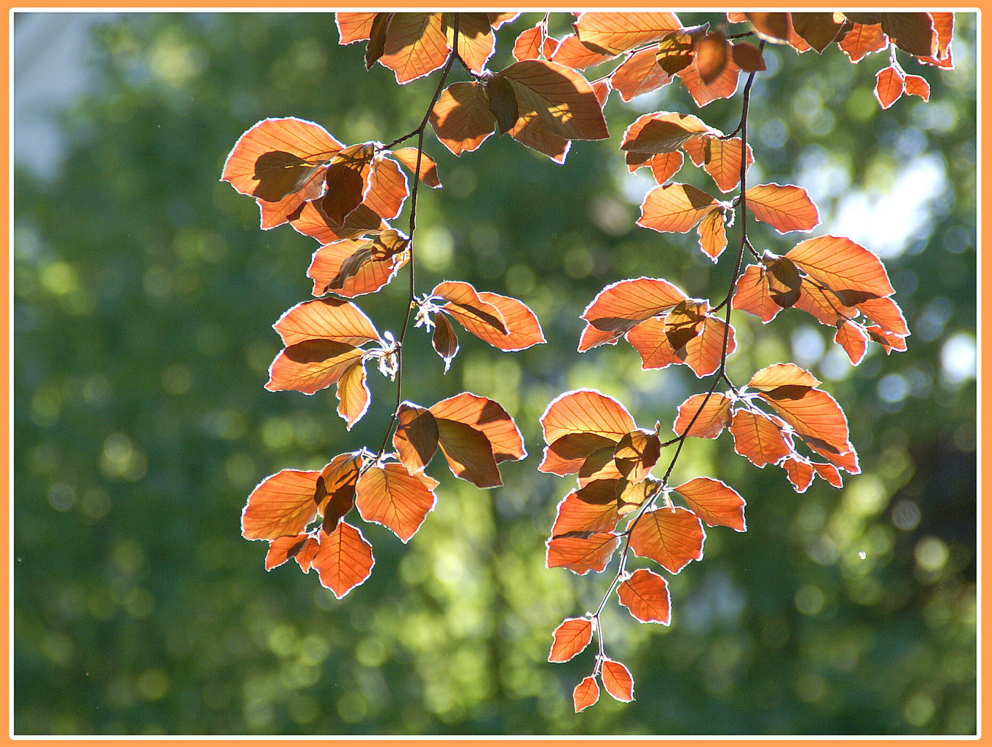 Herbstlaub II