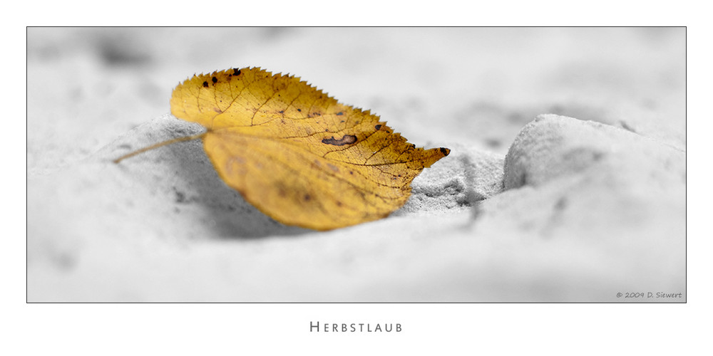 Herbstlaub II