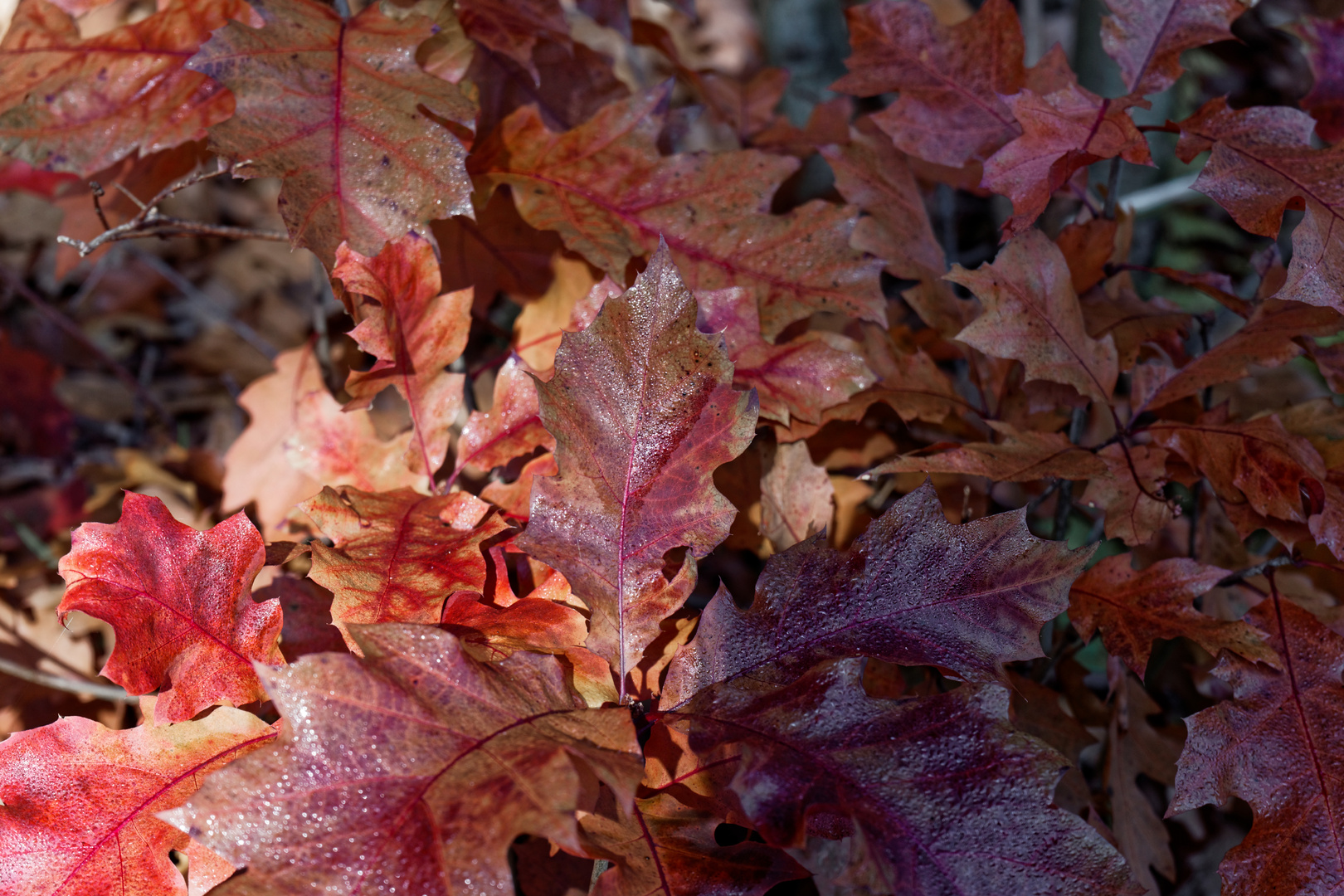 Herbstlaub II