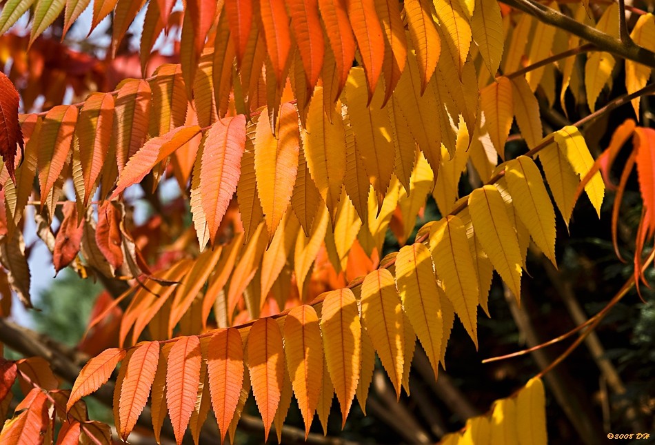 Herbstlaub II