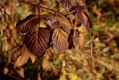 Herbstlaub II