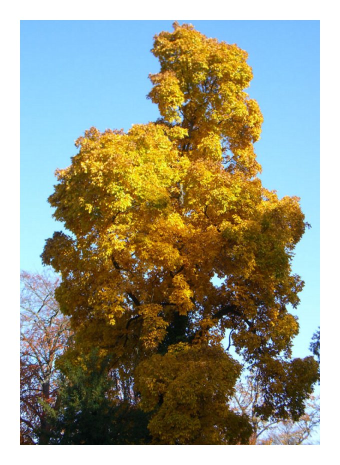 Herbstlaub im August?!?