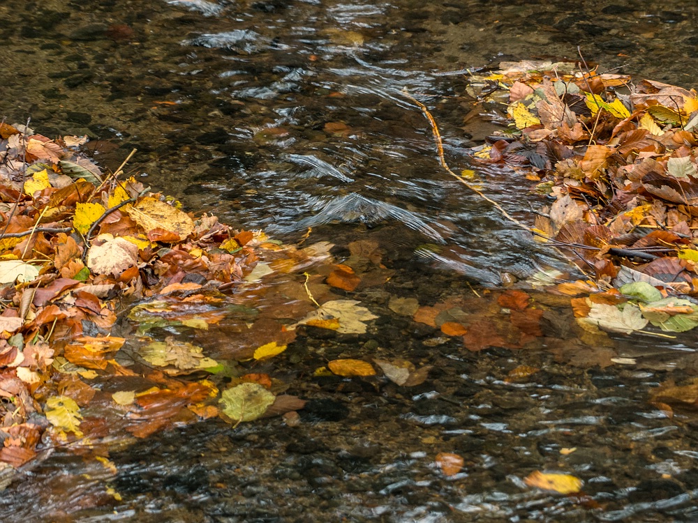 Herbstlaub im Bach