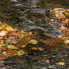 Herbstlaub im Bach