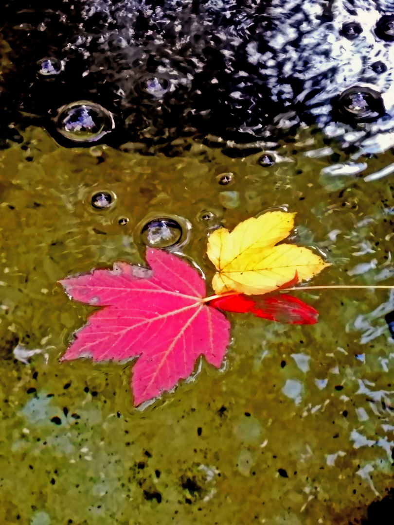 Herbstlaub im Brunnen