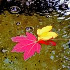 Herbstlaub im Brunnen