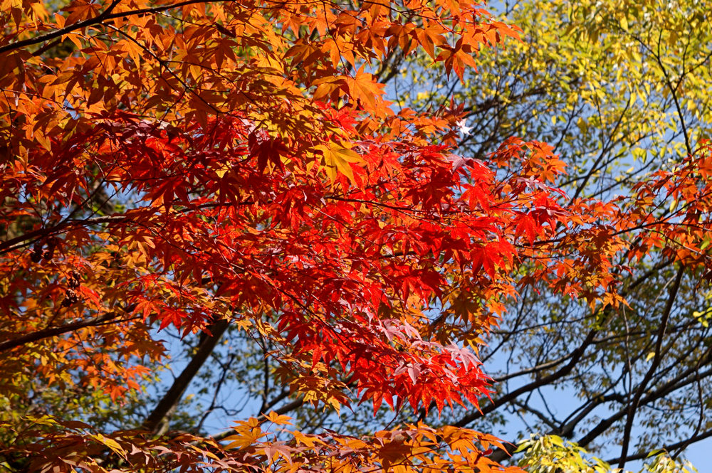 Herbstlaub im Eikando Tempel
