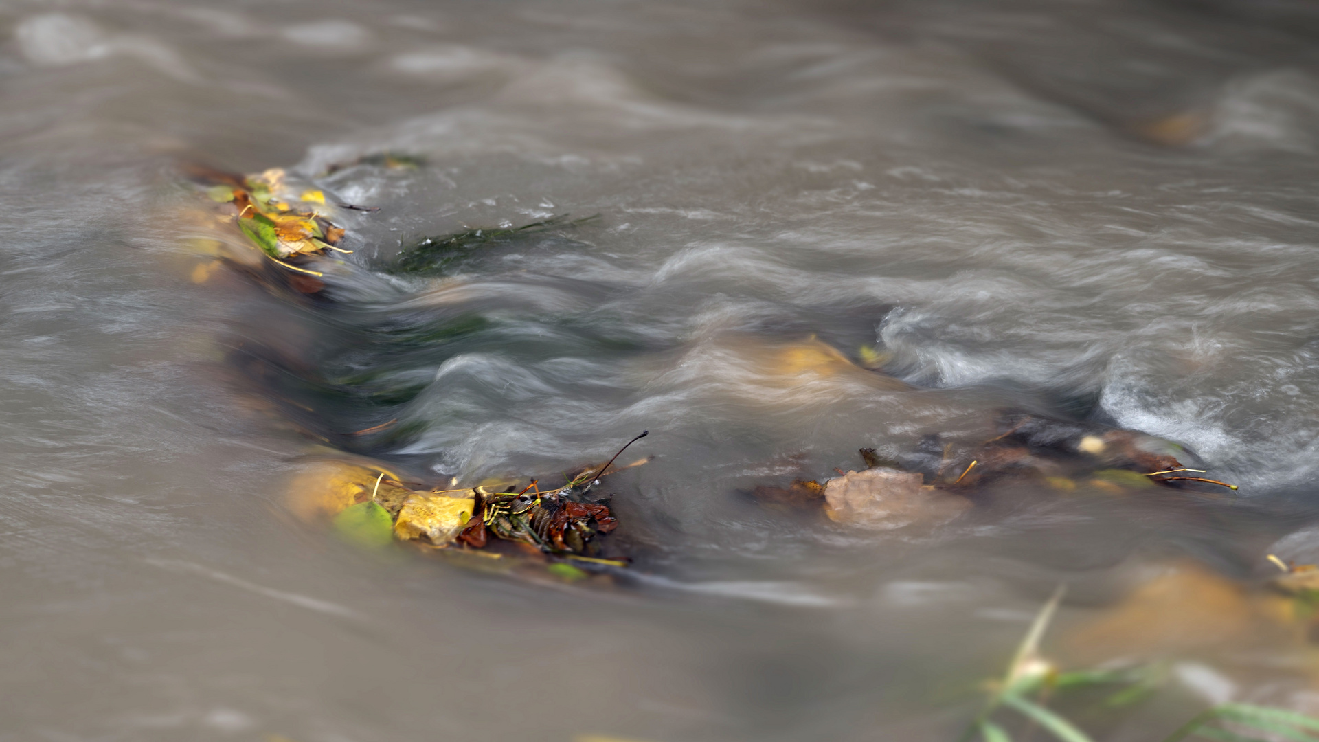 Herbstlaub im Fluss