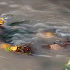Herbstlaub im Fluss